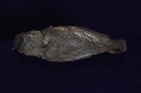 紅胸啄花鳥藏品圖，第11張